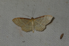 Idaea humiliata