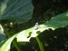 Microstylum oberthurii