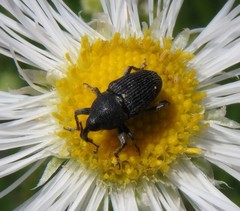 Odontocorynus umbellae