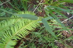 Phalaris californica