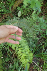 Phalaris californica