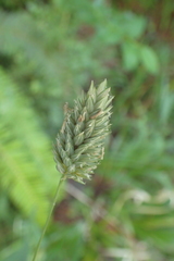 Phalaris californica
