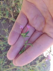 Allophyllum divaricatum