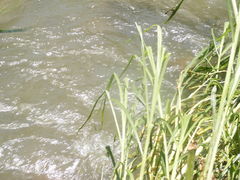 Lamelligomphus formosanus