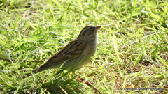 Spizella passerina