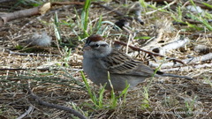 Spizella passerina