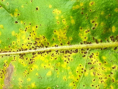 dandelion rust