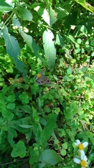 Ypthima angustipennis