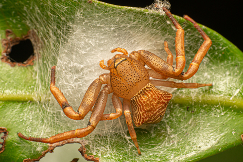 Cyriogonus simoni