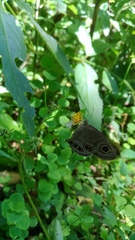 Ypthima angustipennis