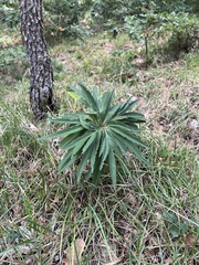 Helleborus multifidus, photograph Mirko Ubović, CC0, iNaturalist via GBIF