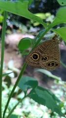 Ypthima angustipennis