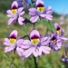 Schizanthus carlomunozii dilutimaculatus - Photo (c) Jaime Aguilar Ortega, some rights reserved (CC BY-NC), uploaded by Jaime Aguilar Ortega