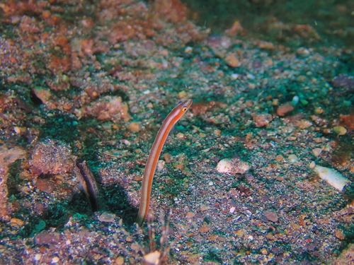 Gunnellichthys viridescens observed 2024-09-11