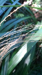 Ludioschema obscuripes