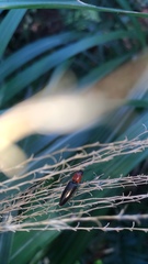 Ludioschema obscuripes