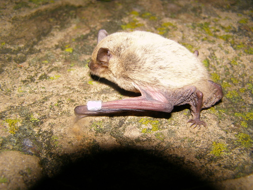 Kuhl's pipistrelle, Saltivskyi District, Kharkiv, Kharkiv Oblast, Ukraina, 61000, photo 10 of 10