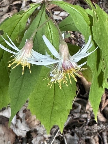 whorled wood aster