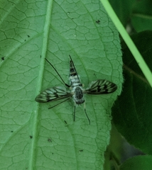 Furia ithacensis