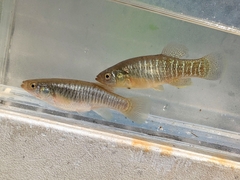 Mummichog photo 4
