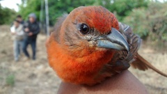 Hepatic Tanager photo 6