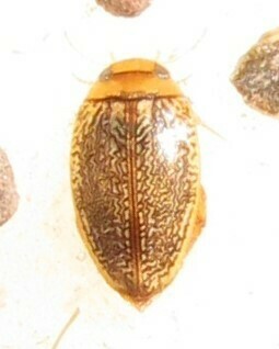 Laccophilus simplicistriatus