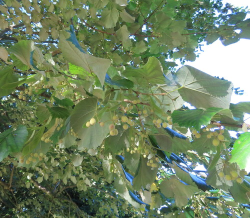 Image of Tilia tomentosa by (c) Helen Bovill, some rights reserved (CC BY)
