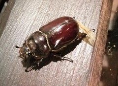 Oryctes nasicornis grypus