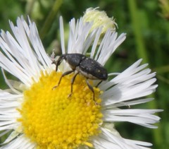 Odontocorynus umbellae