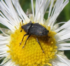 Odontocorynus umbellae