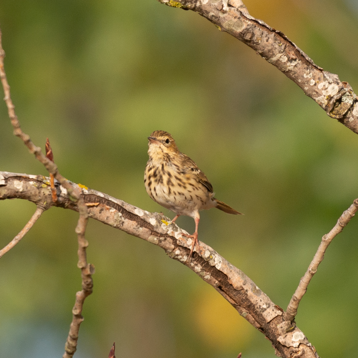 Tree Pipit (Anthus trivialis)