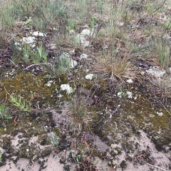 Festuca trachyphylla
