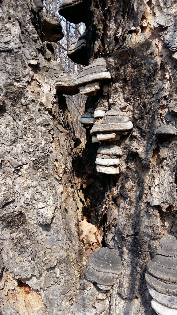 Fomes fomentarius · March 2019 · photo: © repta (iNaturalist, cc-by)