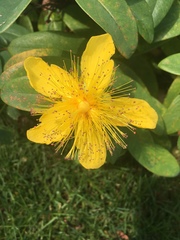 Hypericum