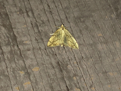 Evergestis pallidata