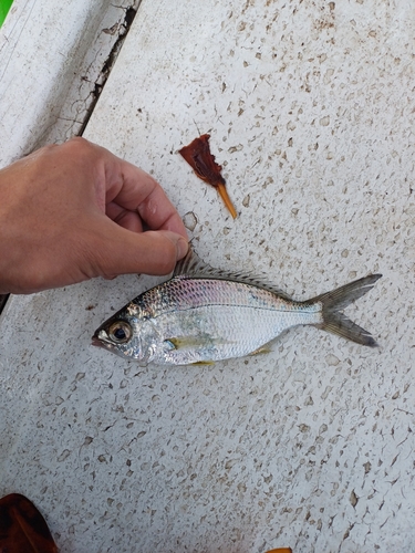 Guinean striped mojarra (Gerres nigri) — Gerreidae — 3