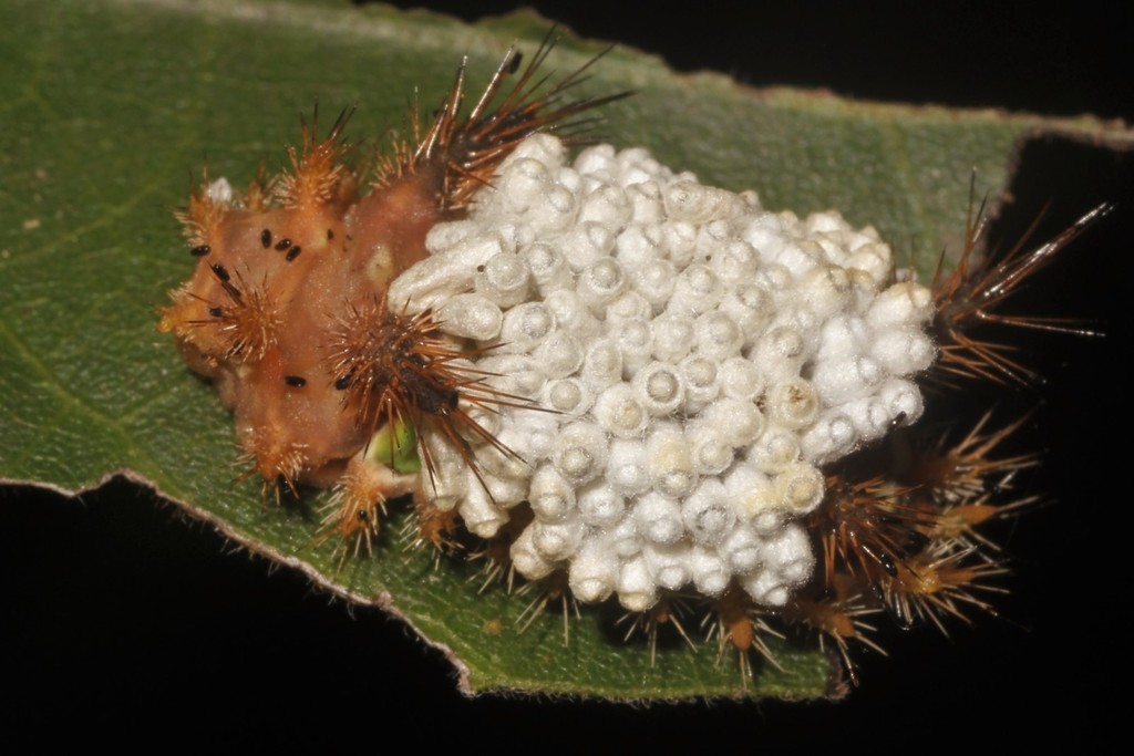 Saddleback Caterpillar Parasitoid Wasp