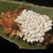 Saddleback Caterpillar Parasitoid Wasp - Photo (c) Juan Cruzado Cortés, some rights reserved (CC BY-SA), uploaded by Juan Cruzado Cortés