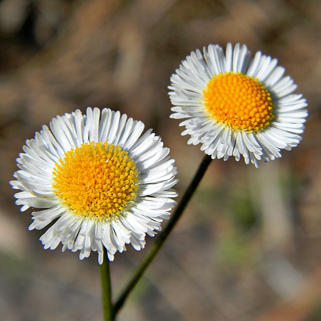 Erigeron quercifolius