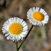 Oakleaf Fleabane - Photo (c) Bob Peterson, some rights reserved (CC BY-SA)