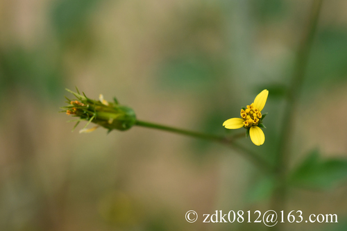 Yellow-flowered blackjack