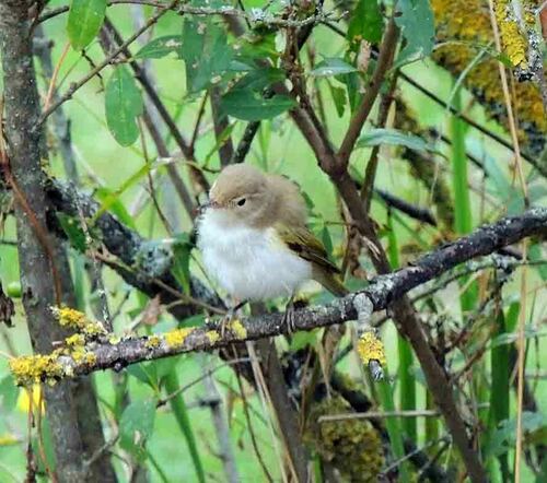 Western Bonelli's Warbler, Provincia di Pavia, Italia, photo 8 of 10