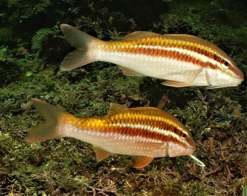 Twospine goatfish (Parupeneus biaculeatus) — Mullidae — 2