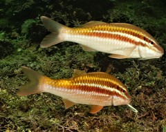 Parupeneus biaculeatus