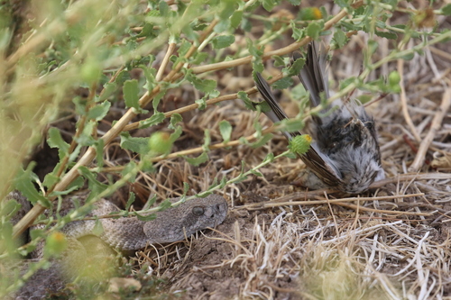 Western Diamond-backed Rattlesnake