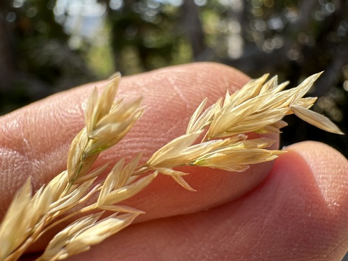 Poa nervosa observed 2024-09-01