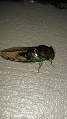 Neotibicen tibicen australis