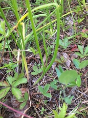 Allium schoenoprasum