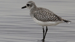 Pluvialis squatarola