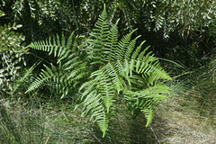 Pteridium aquilinum decompositum